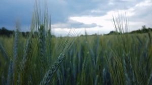 Красивая классическая музыка и прекрасная природа.