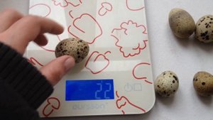 Большие двухжелтковые яйца перепелов. Что делать? Double yolk quail egg. What to do?