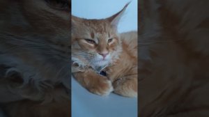 МЕЙН КУН В 4 МЕСЯЦА ?#animal #cat #mainecoon