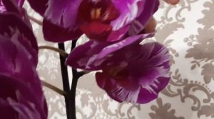 Грандиозное цветение моих редких орхидей