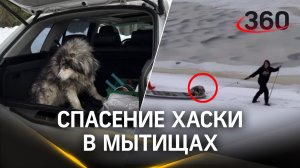 В Мытищах спасатели вытащили из канала имени Москвы хаски по кличке Умка