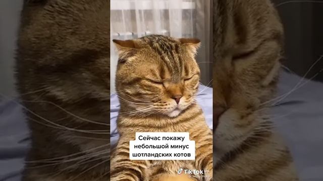 Небольшой минус шотландских котов🤣🤣🤣слушайте внимательно 😹😹| TIK TOK BEST MEMES