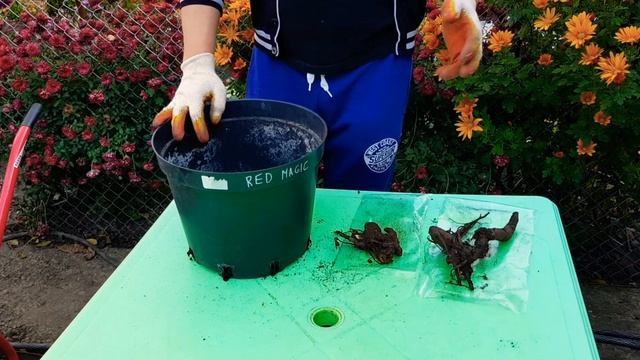 Как хранить корни пионов до весны смотреть онлайн