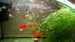 Кормление аквариумных рыбок