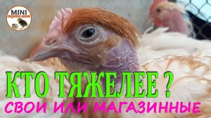 Выгодно ли растить голошейку, выведенных из своего  инкубационного яйца.