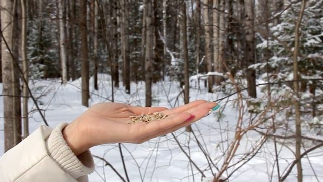 Как мы кормили синичек в парке Оленьи ручьи. смотреть онлайн