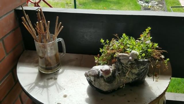 Садовый декор. Пруд цветет. Аномальная весна на даче. смотреть онлайн