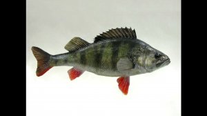 "Как рыбы живут  зимой?"