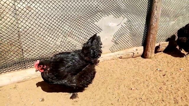Куры  несущие пасхальные яйца!!