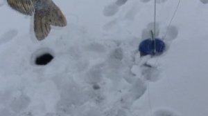 Зимняя Рыбалка на жерлицы -попали на жор щуки
