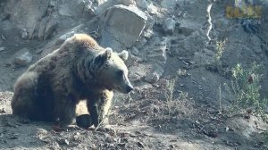 Пока рыбаки ловили рыбу медведь за их спиной вырыл из земли настоящий клад