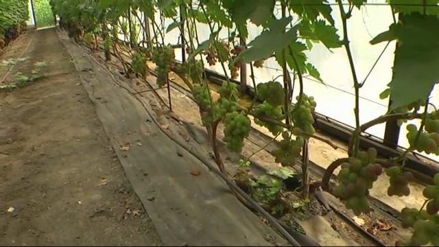 Виноградник Шульга Алексей смотреть онлайн