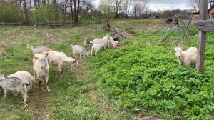 На заставе Бурого Медведя появились козы