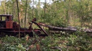 Работа в лесу ТДТ-55А заготавливает древесину