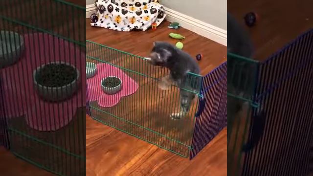 Котенок убегает из кошачьего детского сада смотреть онлайн