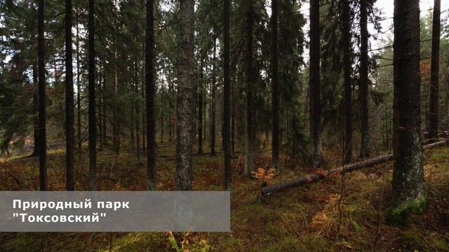 Аудиогид по Природному парку «Токсовский»