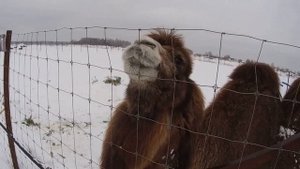 В гостях на ЭКО-ФЕРМЕ "ИВАНОВСКОЕ" ВЕРБЛЮД,ОЛЕНИ И ПАНТЫ