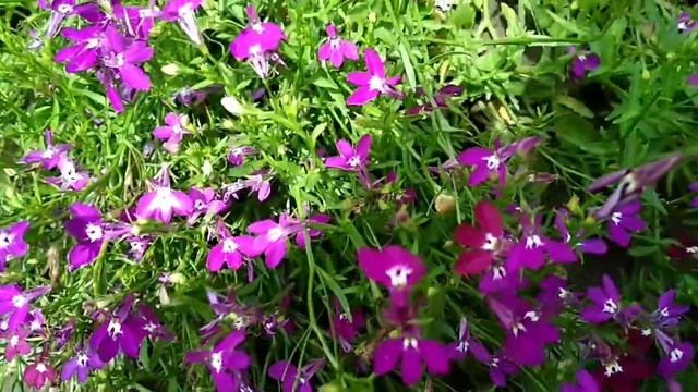 Лобелия, портулак выручают мои цветники.