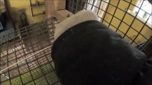 Живоловушка для лисы. Доделала полки.