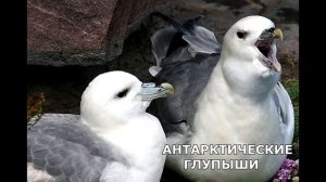 Арктические пустыни