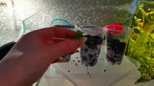 Тепличка для Анубиас своими руками