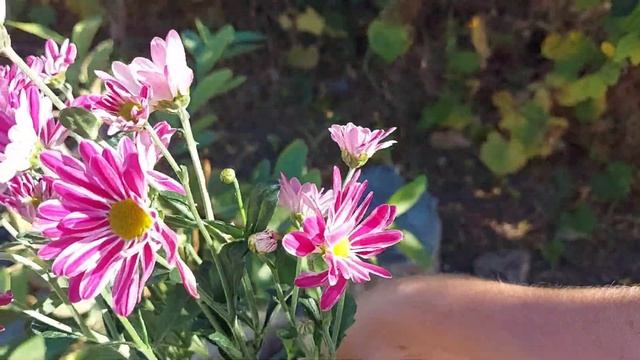 Мой осенний сад преобразится! Распаковка посылки