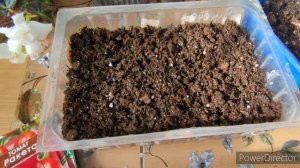 Посев томатов на рассаду. И немного о бегонии🪴🍀🌿