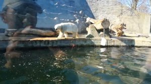 Белый медведь в Праге, зоопарк