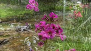 奥日光千手ヶ浜クリンソウPRIMULA JAPONICA【ПРИМУЛА ЯПОНСКАЯ - ПЕРВОЦВЕТ】