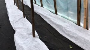 Ежевика в теплице - укрываю на зиму