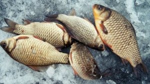 Всё о Карасе (Гайд) 2023