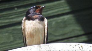 Adult satellite swallow (Взрослая ласточка на спутниковой тарелке)