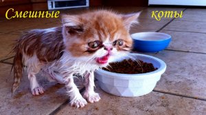 ? FUNNY CATS AND CATS ? FUN WITH CATS AND CATS ?Funny Cats ?.mp4