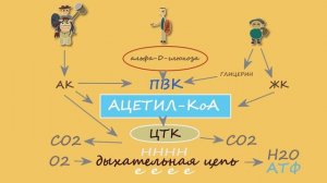 Биохимия углеводов. Часть 1. Разбираемся, кто такая глюкоза и зачем она нам.