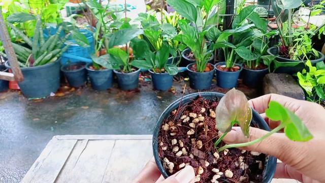 #อัพเดทต้นออมนาคแดง ที่กำลังจะตายให้ฟื้นคืนชีพ กลับมาต้นสวย แข็งแรง смотреть онлайн