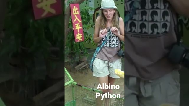 Питон альбинос /Albino Python