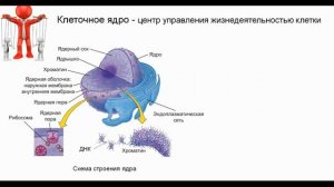 Тема 14. Ядро клетки