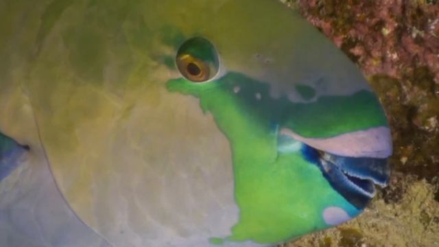 Sharm El Sheikh Naama Bay Шарм эль Шейх Наама-Бей Ночной дайв смотреть онлайн