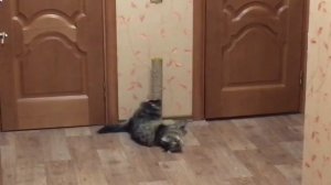 Как научить кота точить когти?