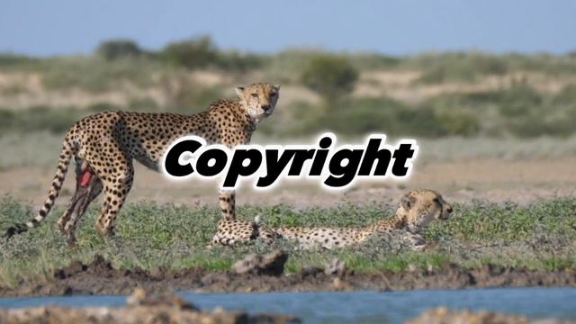 World,s fastest animal fail || cheetah high speed hunter of the Savannah \the way of cheetah смотреть онлайн
