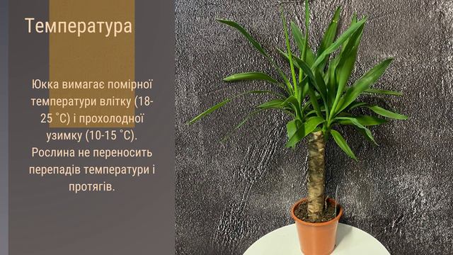 Юкка 🌹🪴🌺   Секрети догляду за кімнатною красунею! \ догляд за рослинами \ кімнатні рослини