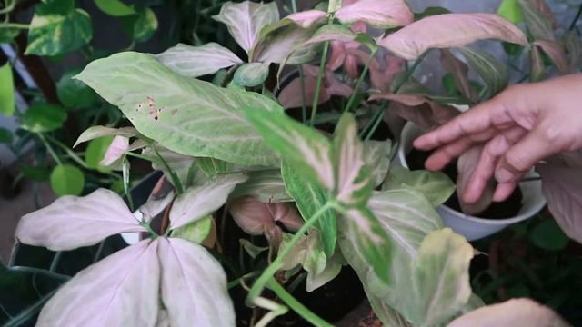 Review Syngonium Pink Yang Berdaun Indah смотреть онлайн