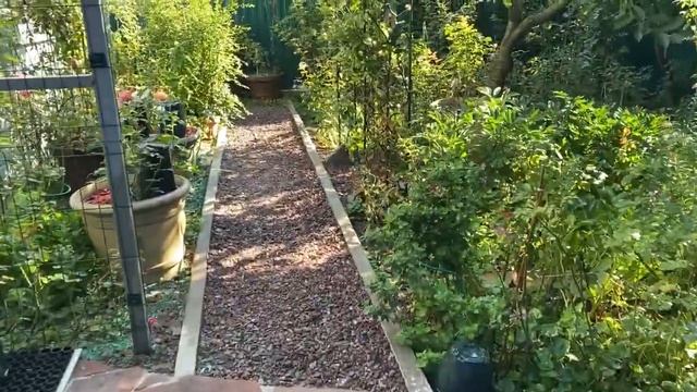 Обработка роз, баковая смесь! Борьба с паутинным клещом! смотреть онлайн