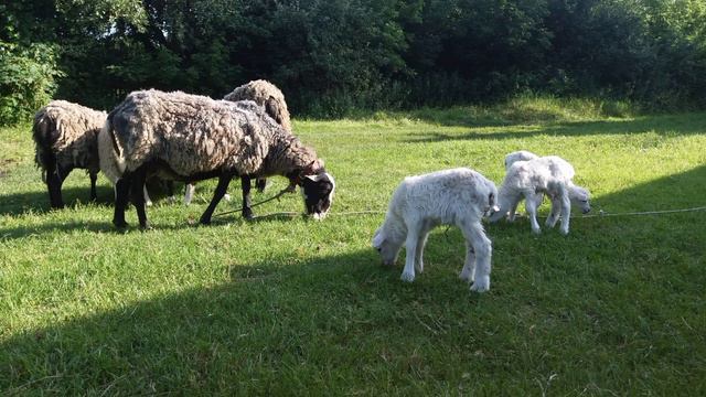 овцы на даче смотреть онлайн
