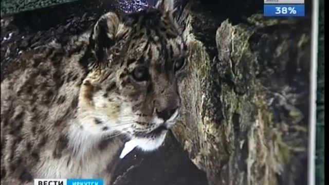 Выставка фотографий "Снежного барса" открылась в Иркутске смотреть онлайн