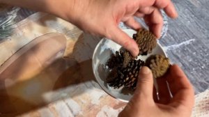 Вырастить горную сосну из семян / Начало положено