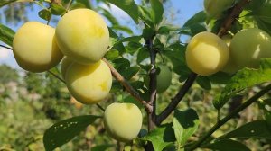 Диплоїдна слива сорт Широ (plum Shiro). Скороплідність та невибагливість вражає