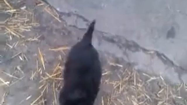 Забавные,веселые щенки. смотреть онлайн