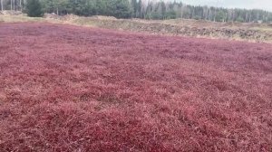 Как мы выращиваем садовую клюкву