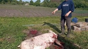 ВЕС ПОРОСЯТ В 6.5 МЕСЯЦА! Свиноводство!